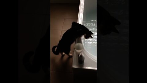 Gato curioso olha só o que aconteceu