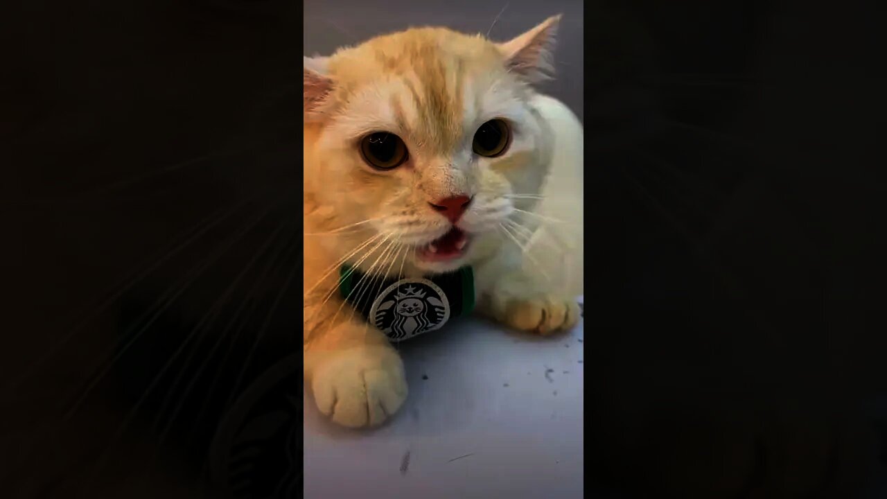 Screaming cat #shorts#cat #貓