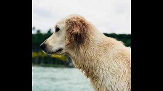 Golden retriever mexicana é apaixonada por atividades ao ar livre