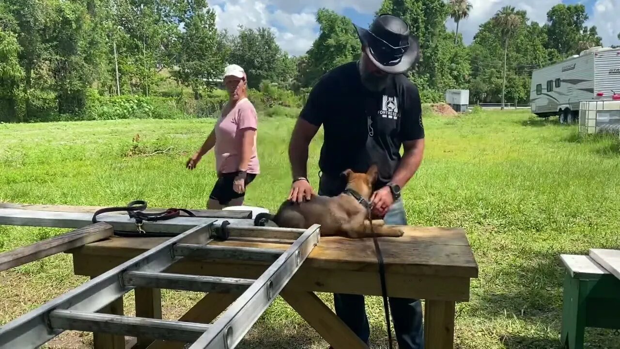 Puppy Journey - 1 June 22