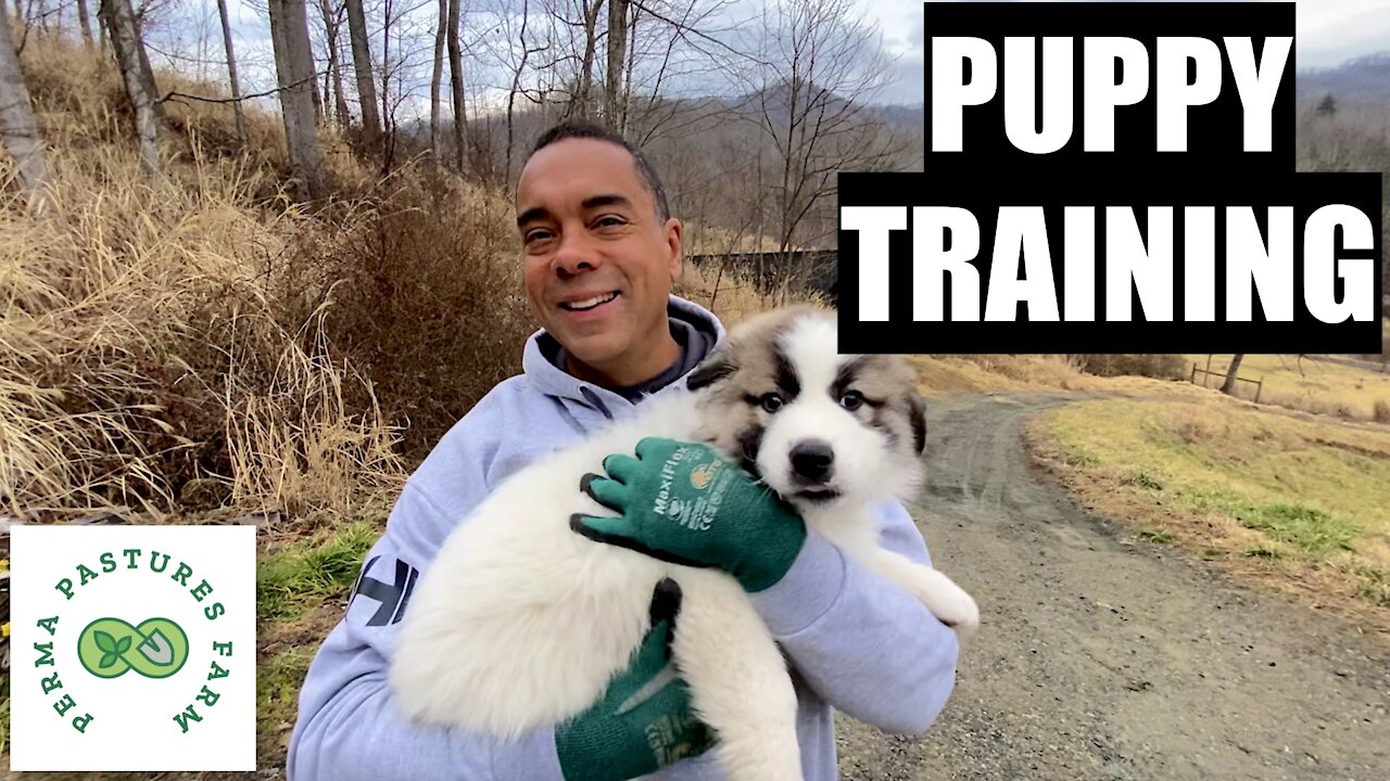 Training The Livestock Guardian Puppy