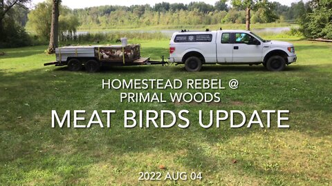 2022 Aug 04 Meat Birds Update