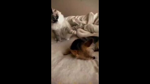 Funny videos new visual