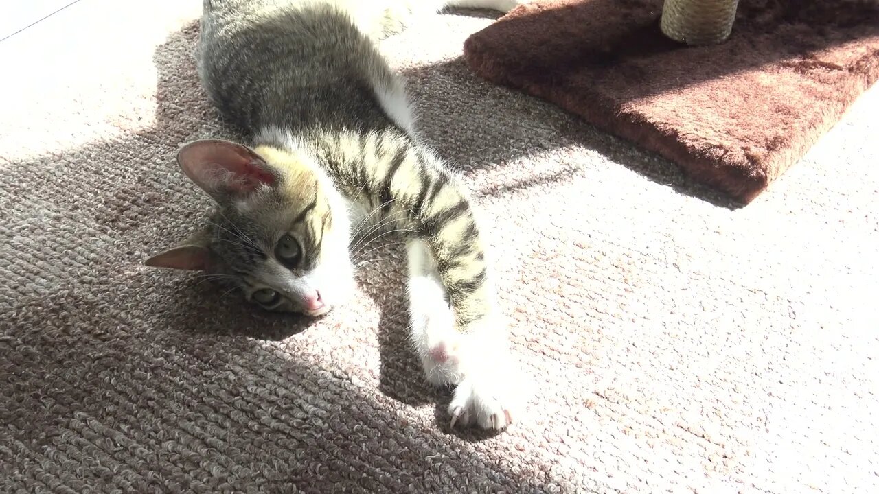 Sweet Little Cat Is Lying in the Sun