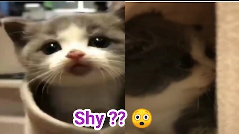 Shy Cute Cat 🐱