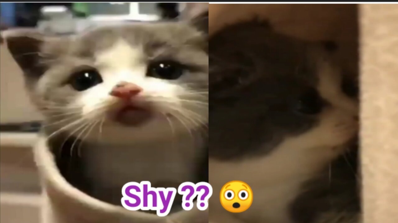 Shy Cute Cat 🐱