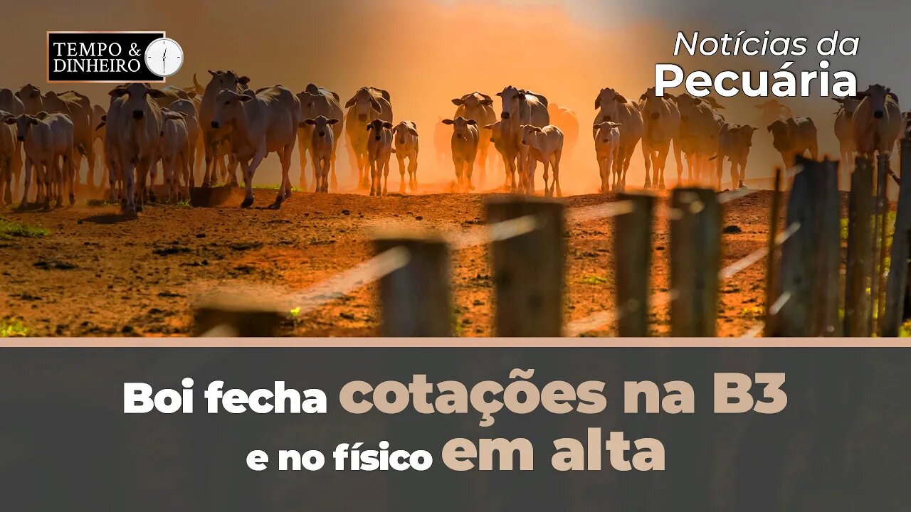Boi fecha cotações na B3 e no físico em alta. Início da recuperação?