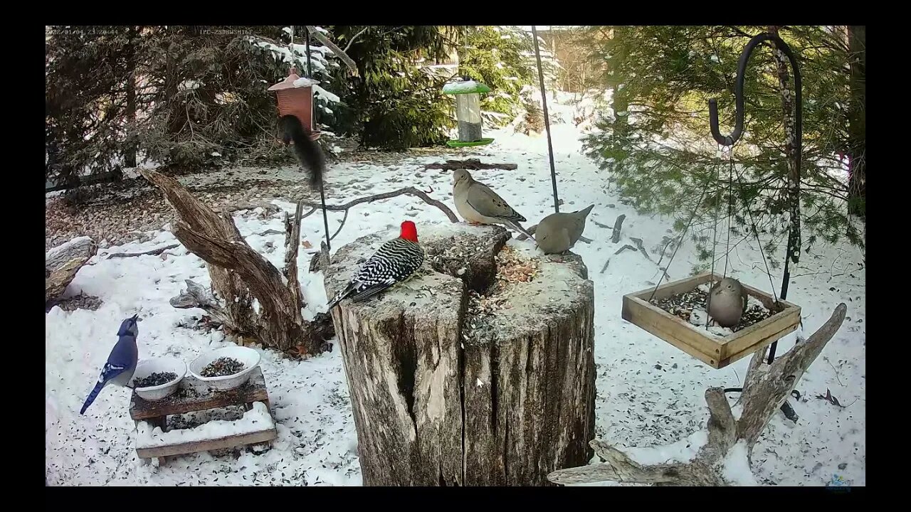 The Beautiful Colors of the Red-bellied Woodpecker