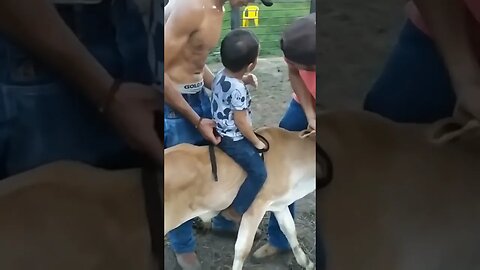 Carlos o menino que sonha em ser um peão de #rodeio famoso na #pbr