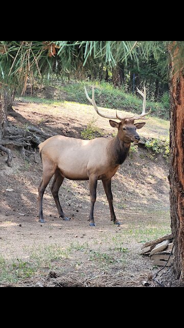 Elk Stroll on a Monday afternoon.