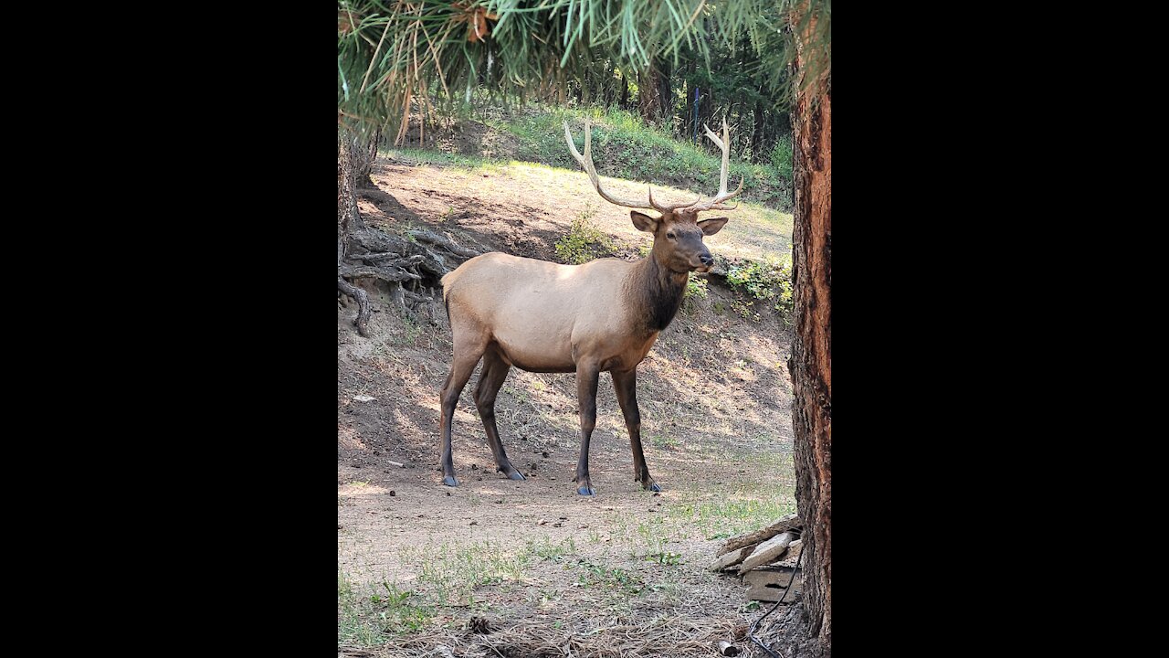 Elk Stroll on a Monday afternoon.