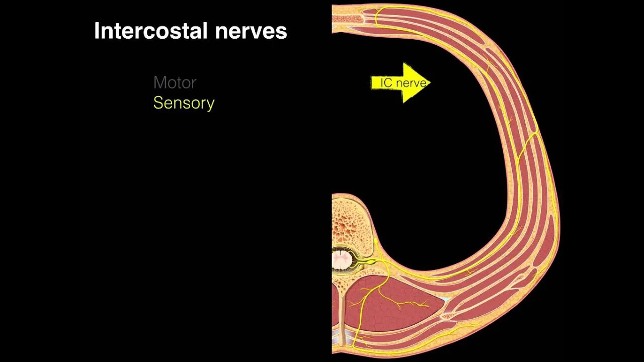 Intercostal nerves