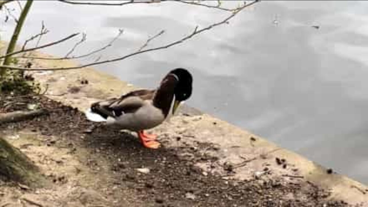 Ce canard pousse son rival à l'eau d'un coup de boule !