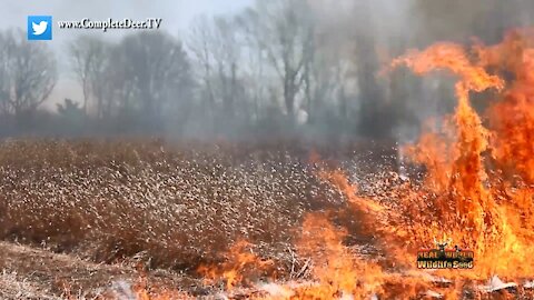 #10 Prescribe Fire Native Warm Season Grasses - Landscaping for Whitetails