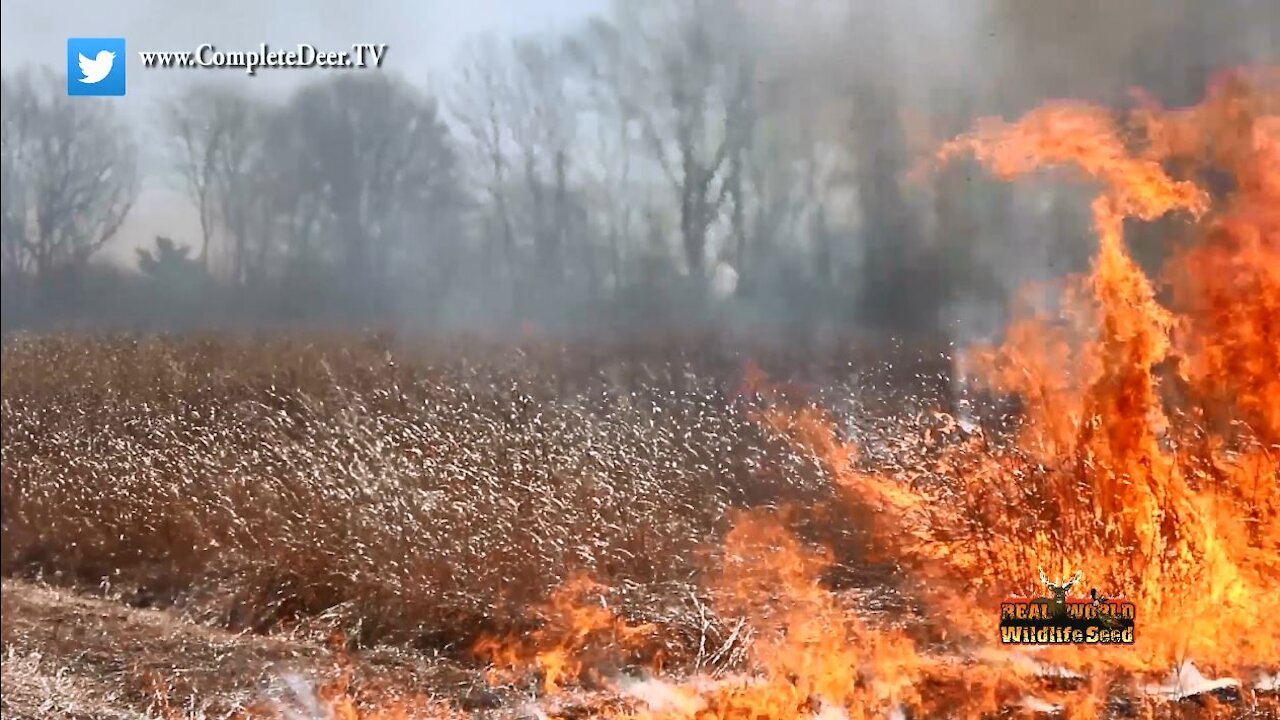 #10 Prescribe Fire Native Warm Season Grasses - Landscaping for Whitetails