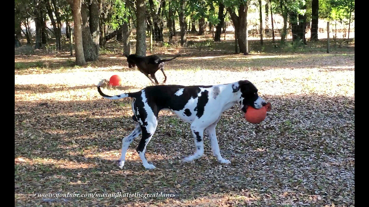 Joyful Great Danes Love To Run And Play With Jolly Balls