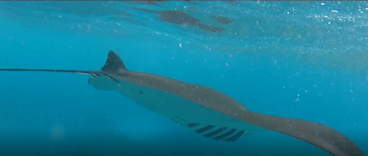 Travel | Swimming with Manta in Bali (Indonesia)