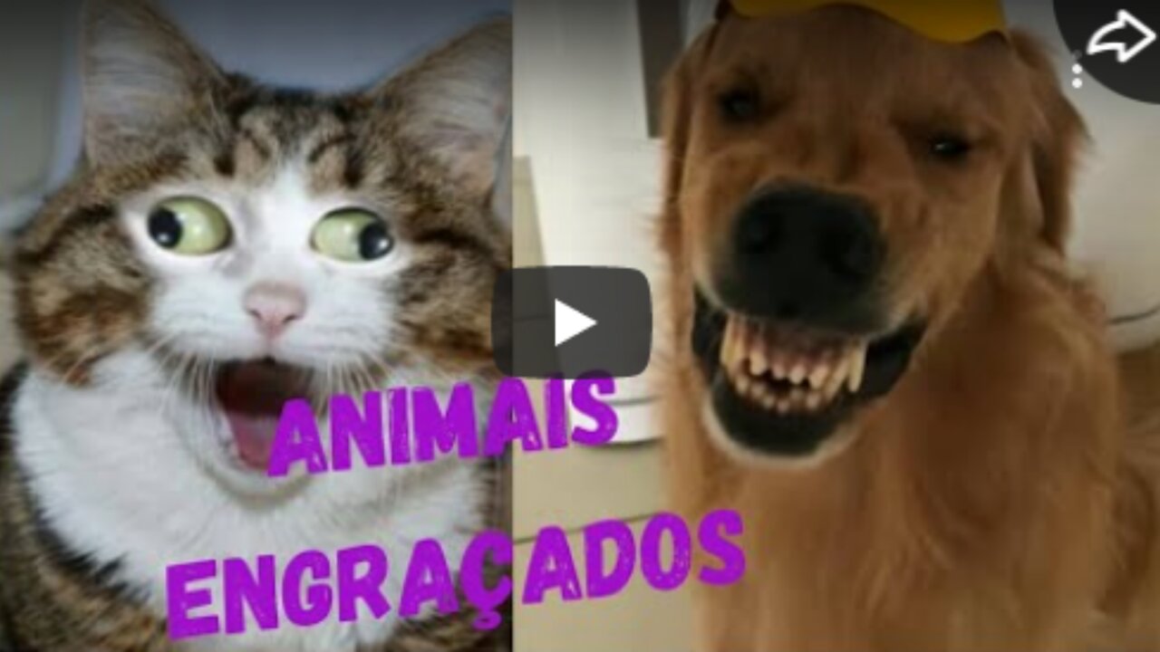 The Best Funny Animal Videos #7 Share Smiles.