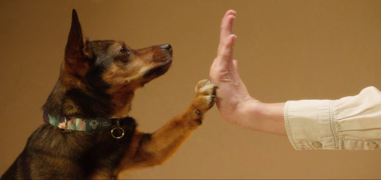 Handshake and high five to puppy πππΆπΆπΆπΆπΆπΆπΆπΆπΆπΆπΆπππππππππππππ