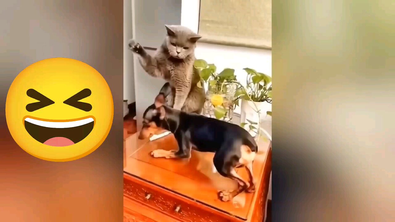 funny animal video 2024😂