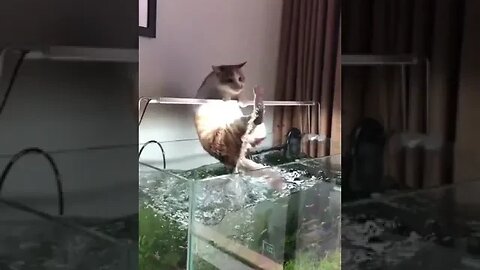 Cat trying to escape from fish water tank #petvideos #funnyvideo