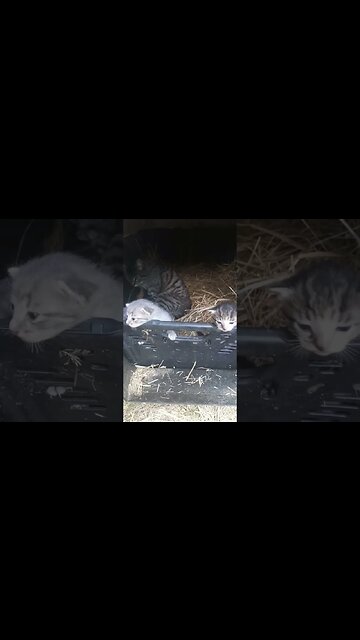 The Great Escape! Feline Version - It is Every Kitten's Sacred Duty To Escape