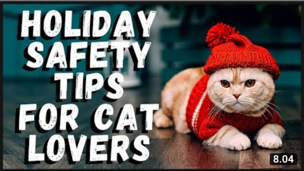 Holiday Safety Tips For Cat Lovers