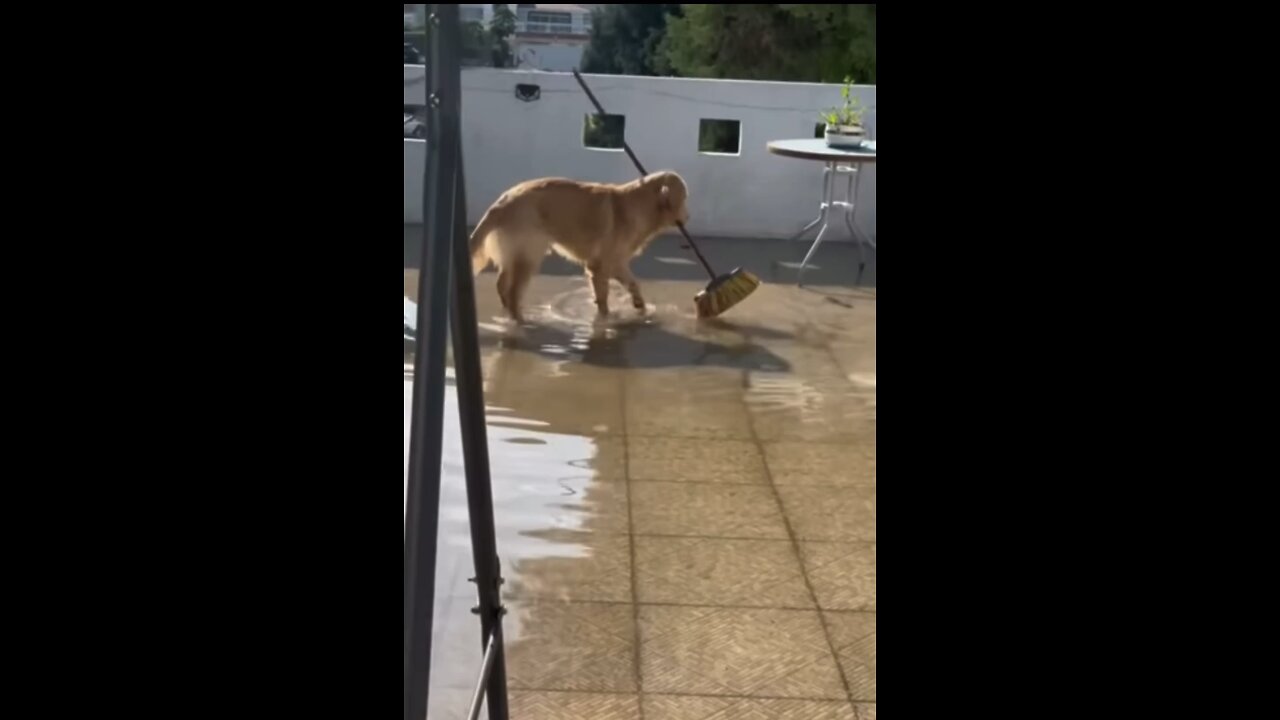 Cute dog loves cleaning