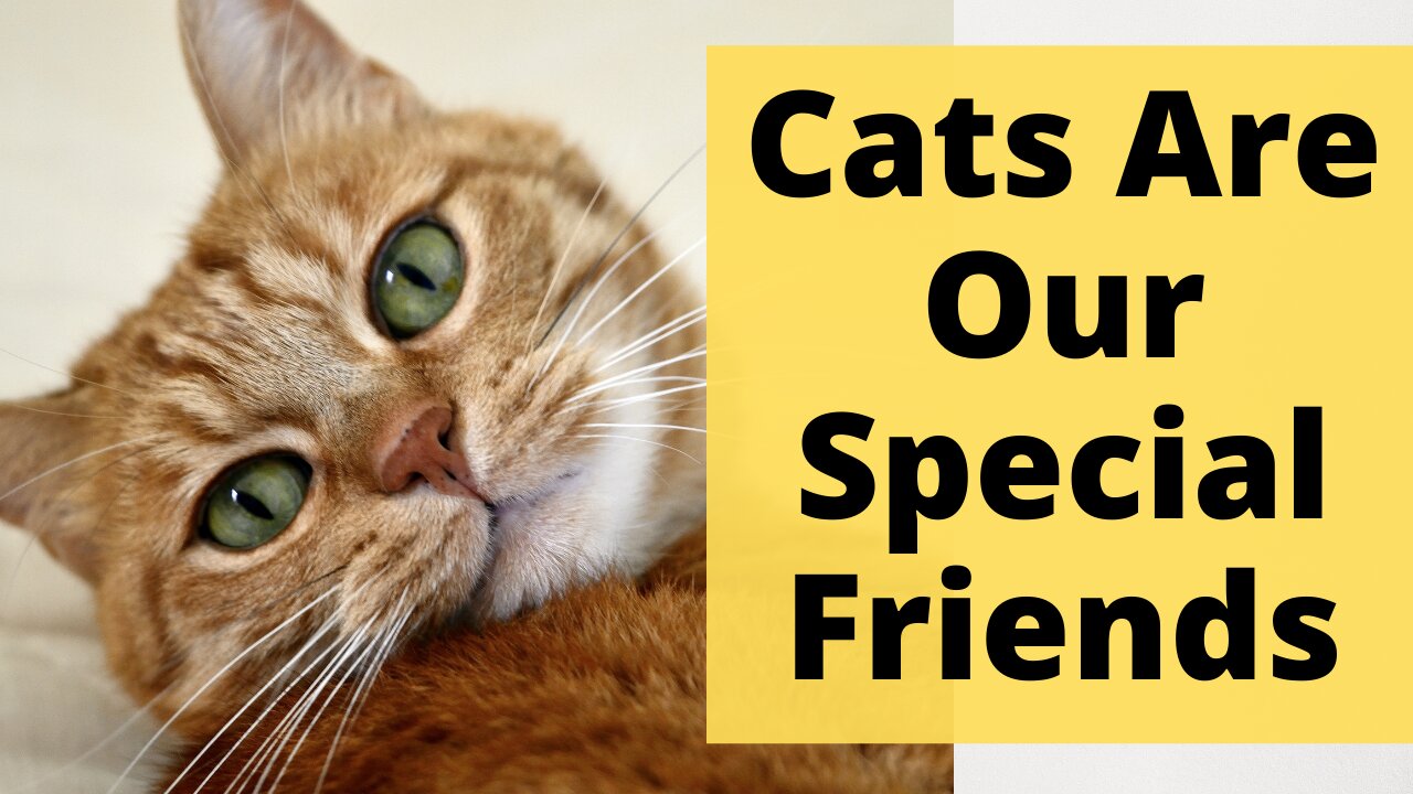 Why Cats Are Special Friends To Humans? Cats Are Independent But They Can Care About Human