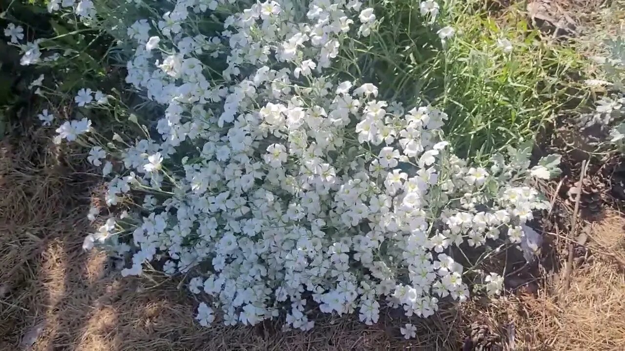 Snow In Summer ดอกหิมะในฤดูร้อน