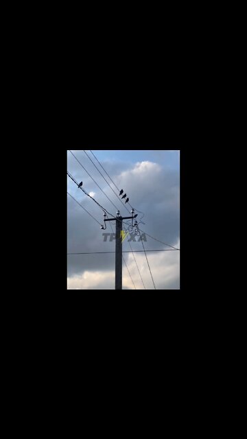 Kharkov birds have learned to imitate the sound of Kalibr missiles