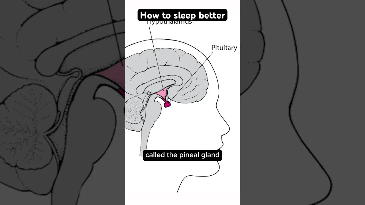 How the pineal gland affects sleep #shorts #insomnia