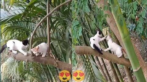 Cats is playing in the tree full video