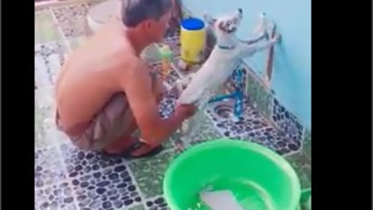 take a shower for dog