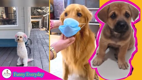 Funny Everyday Dog Videos 2021 Cute dog with its owner