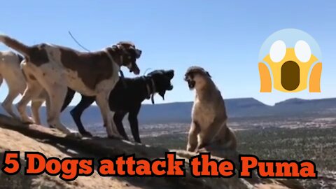 5 Dogs attack the Puma 😱😱😈😈😡 He dont have Scered