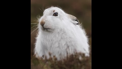 Native to the Scottish Highlands