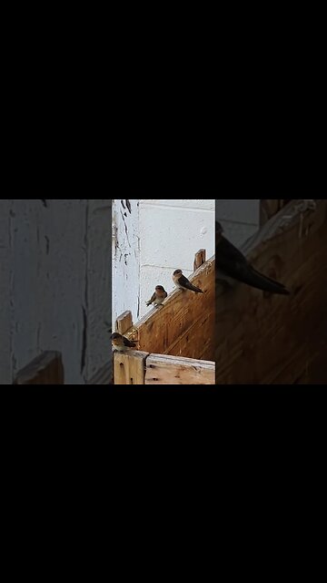 Guess the Birdie | South Eastern Australia 🦘