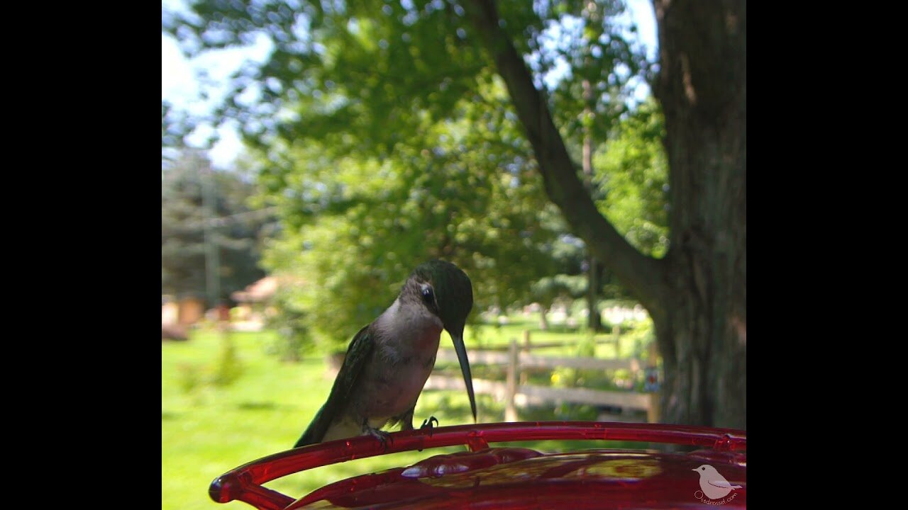 Humming Birds Feeding in Slow Motion during the Summertime