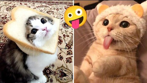 Awesome Funny Animals Life Part 3