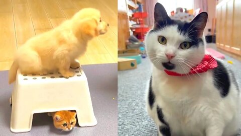 Funniest and cutest moments of puppies and kittens to watch for stress relief