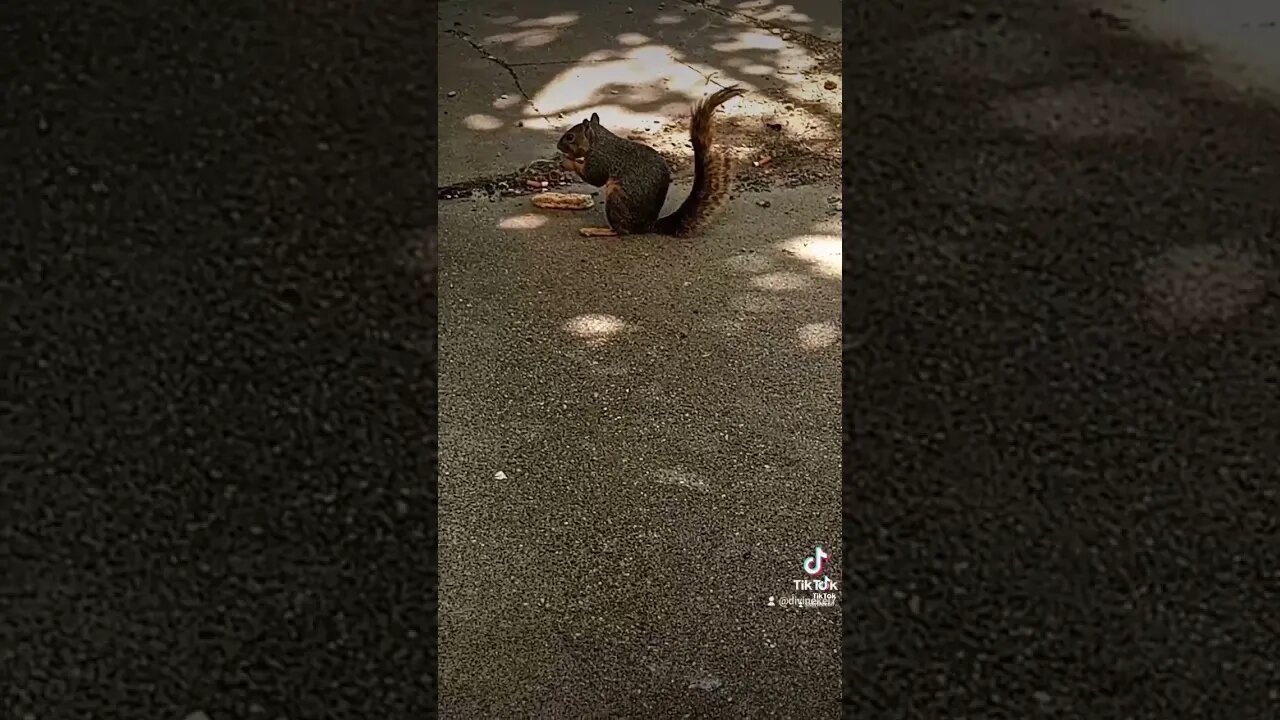 part 2 snack and chill with my squirrel 🐿️ friend🧿😇