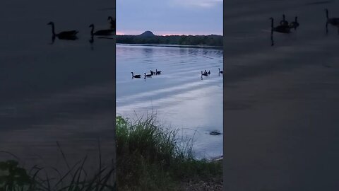 FEEDING TIME for the DUCKS