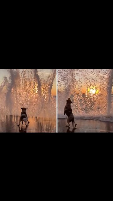 Dog Catches Majestic Ocean Wave In Epic Slow Motion