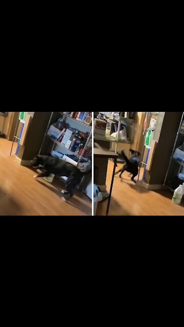 Pup Makes An Epic Mad Dash To Go To The Bathroom
