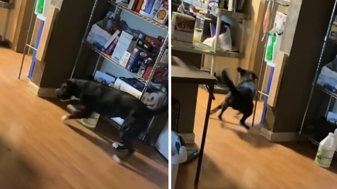 Pup Makes An Epic Mad Dash To Go To The Bathroom