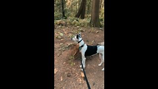 First Walk With Divo The Whippet