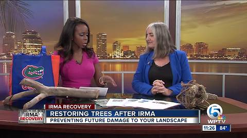 Advice on restoring or removing trees after Hurricane Irma