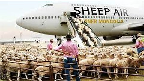 How to export millions of sheep, pig, cows - Modern Transport Technology by aircraft and big ship