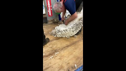 Doug Rathke & Loren Opstedahl USA 🇺🇸 Blade Shearing Contest 2024